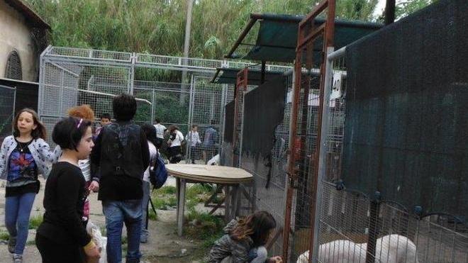 Enpa chiude l’anno con 45 cani adottati e tanta solidarietà