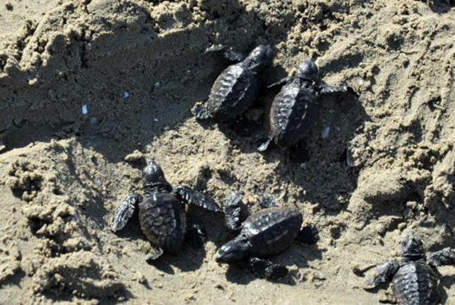Accordo per la “spiaggia delle tartarughe” 