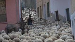 Illorai “invaso” dalle pecore 