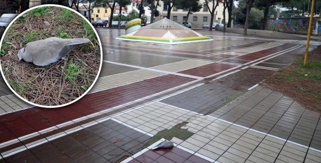 Tortore e piccioni morti allarme veleno a Palazzi 