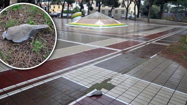 Tortore e piccioni morti allarme veleno a Palazzi