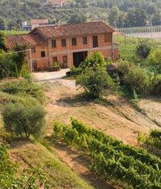 Stage nelle aziende vinicole degli studenti dell’agrario