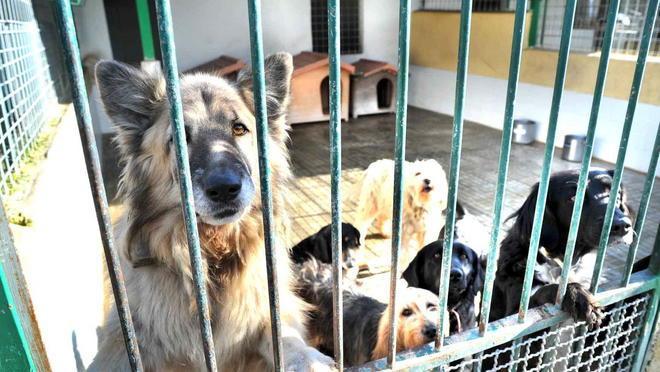 Lasciato nel fango e senza cibo il cane viene salvato dai vicini 