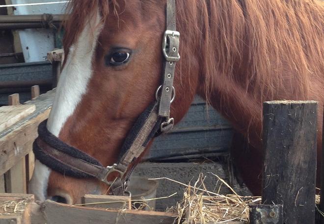 Abbattuto cavallo che aveva provocato un incidente stradale a Poggio a Caiano