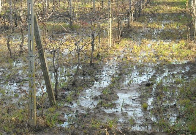 Maxi perdita d'acqua, intorno a Sorso si è formata una palude di 10 ettari