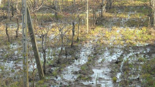 Maxi perdita d'acqua, intorno a Sorso si è formata una palude di 10 ettari