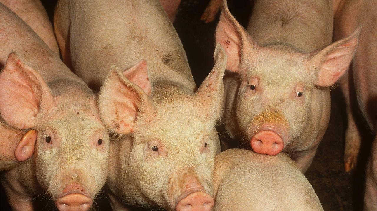 A fuoco un’azienda agricola, morti mille maiali