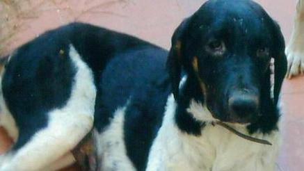 Tre cani femmina cercano adozione