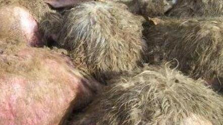 Recinti e cani da guardiania Arrivano gli aiuti agli allevatori