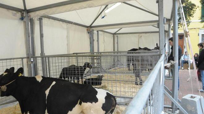 Coldiretti vuole un mattatoio nell’area ex Campana