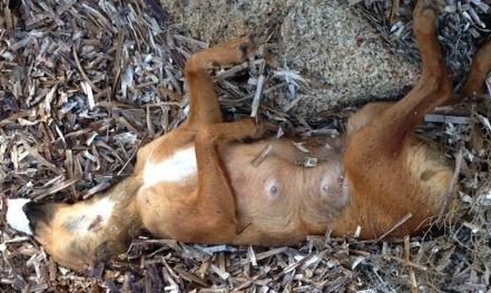 Palau, caccia al killer dei cani: c’è un indagato 