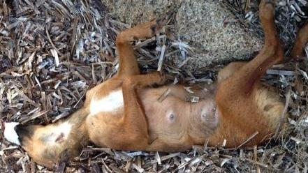 Palau, caccia al killer dei cani: c’è un indagato 