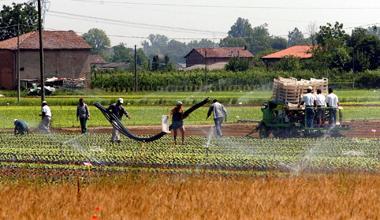 Disoccupazione agricola: dove compilare le domande
