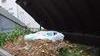Raccolta domiciliare dell’organico anche a Marittimo