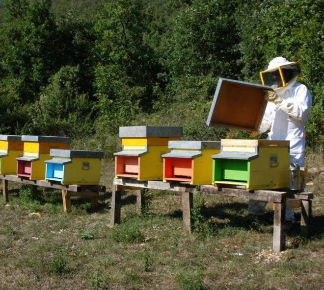 Agli apicoltori contributi fino a 12mila euro 