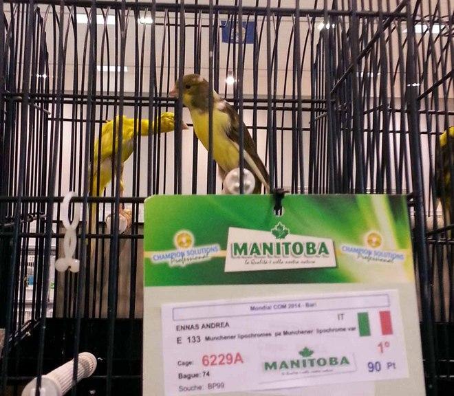 Sono di Carloforte i canarini campioni del mondo 