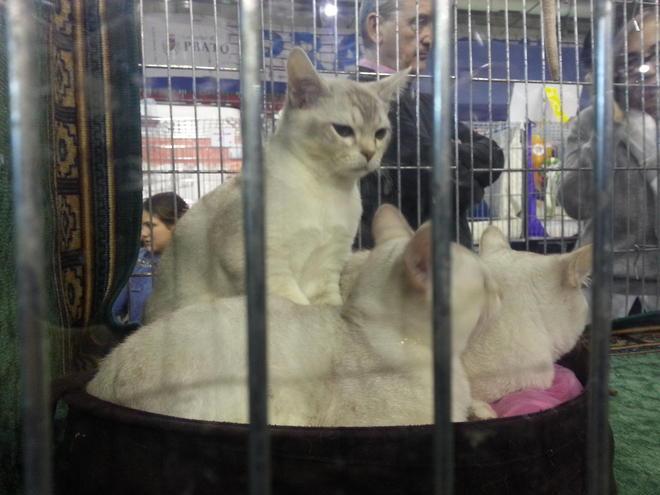 Cinquemila visitatori all’esposizione “Un gatto per amico” 