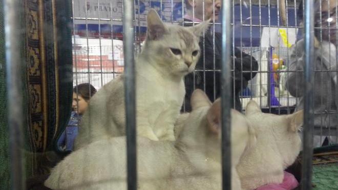 Cinquemila visitatori all’esposizione “Un gatto per amico”