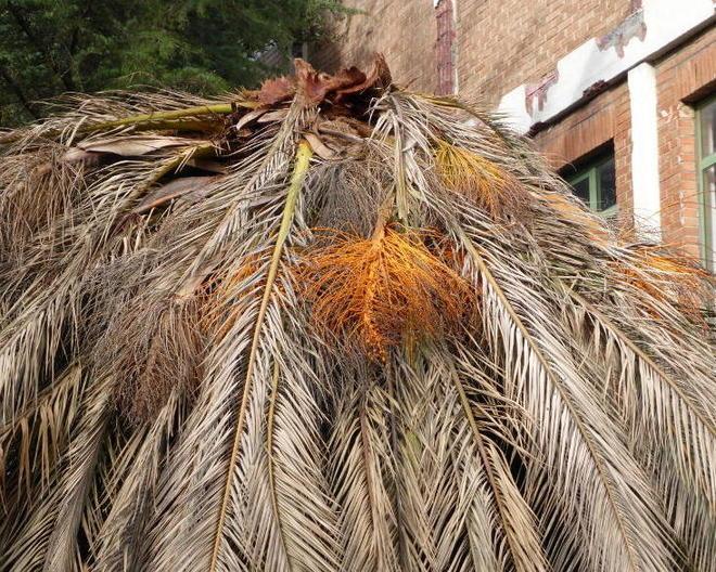 Palme in pericolo, a Livorno è arrivato il punteruolo rosso 