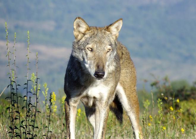 Lupo decapitato e esposto Orrore nell’alto Lazio 