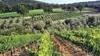 Contributi per reimpiantare i vigneti: cosa fare