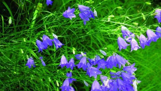 Scoperta in Italia una nuova specie di fiore