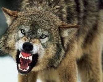Attacchi dei lupi emergenza in Lunigiana 