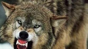 Attacchi dei lupi emergenza in Lunigiana