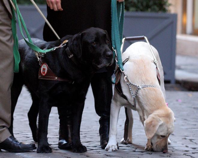 Cani e disabilità