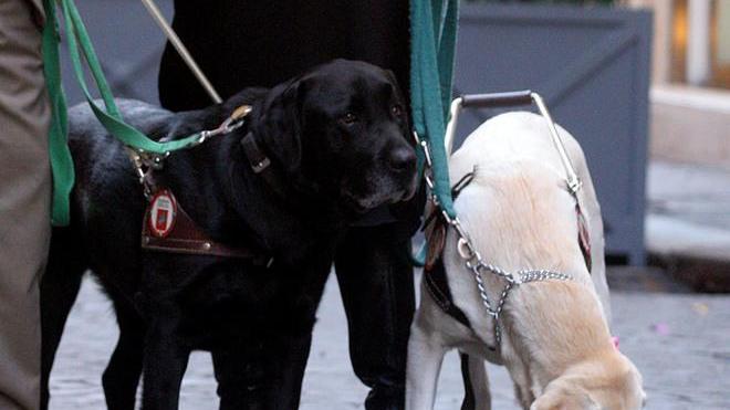 Cani e disabilità