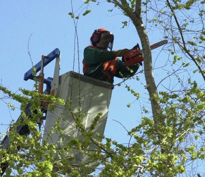 Che fare se gli alberi coprono il panorama 