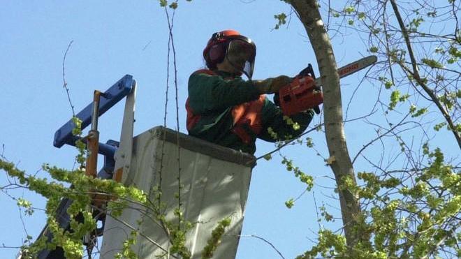 Che fare se gli alberi coprono il panorama