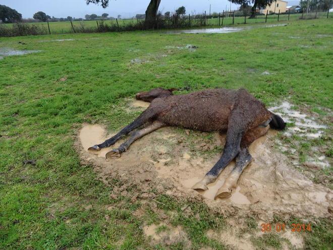 Cavalli lasciati morire sotto la pioggia, denuncia choc della Lac 
