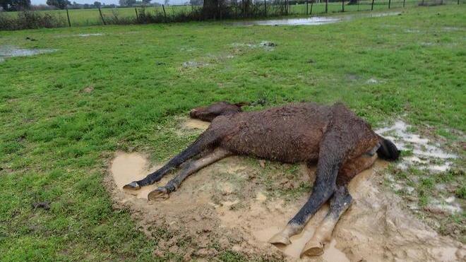 Cavalli lasciati morire sotto la pioggia, denuncia choc della Lac