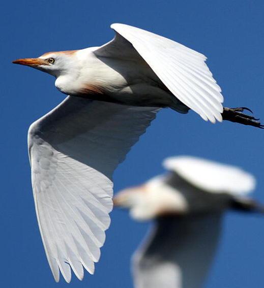 Oltre 10mila uccelli acquatici nel Padule di Fucecchio 