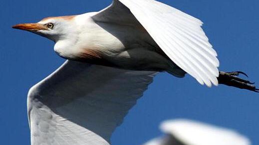 Oltre 10mila uccelli acquatici nel Padule di Fucecchio