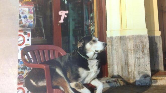 Addio a Balto, il cane più amato dai turisti