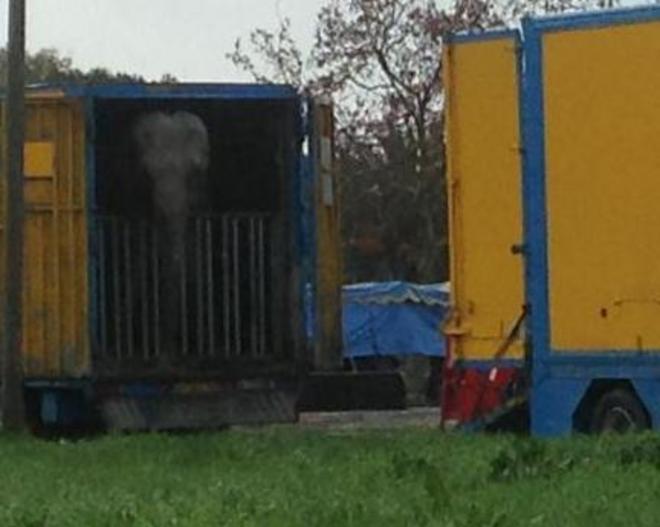Denuncia della Lav: «Elefante detenuto al di fuori delle regole» 