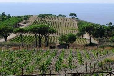 I vini elbani vanno in passerella a Firenze