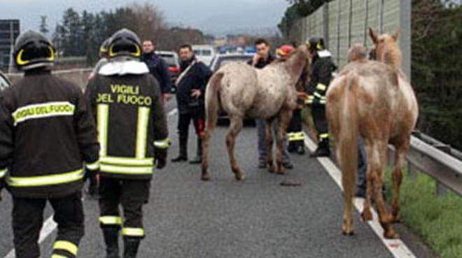 Cavallo abbattuto dopo la fuga sul raccordo 