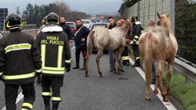 Cavallo abbattuto dopo la fuga sul raccordo