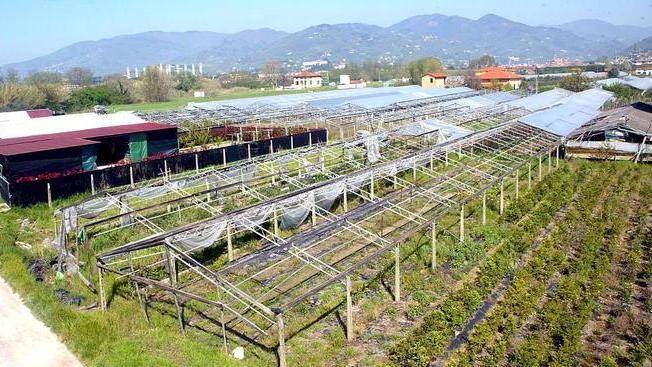 Ricerca con l’Università contro un parassita dei vivai