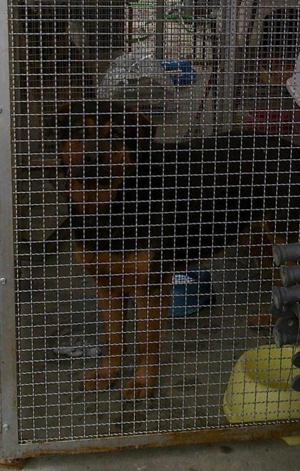 Cani salvati dai vigili a Fucecchio 