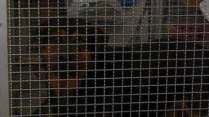 Cani salvati dai vigili a Fucecchio
