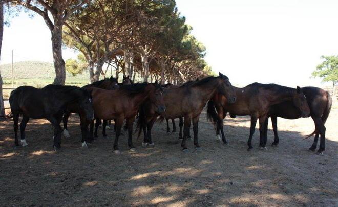 Cavallo maremmano, la Regione lascia 