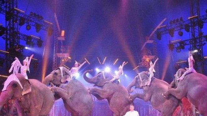 «Il circo è bello ma senza animali»
