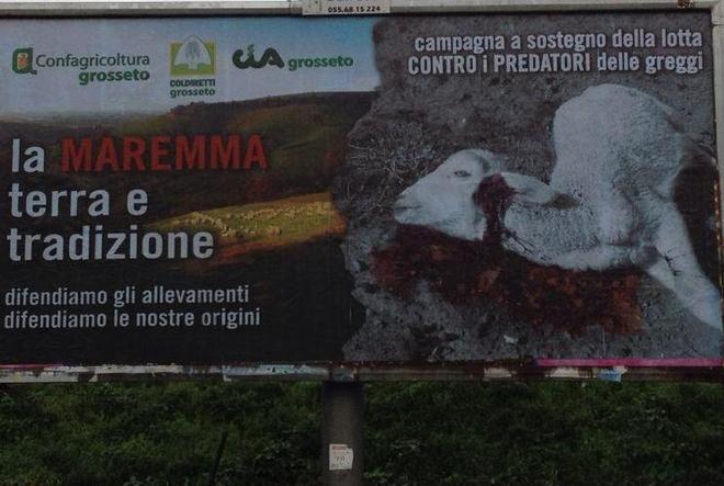 «Il lupo? Ok, ma tutti paghino i danni» 