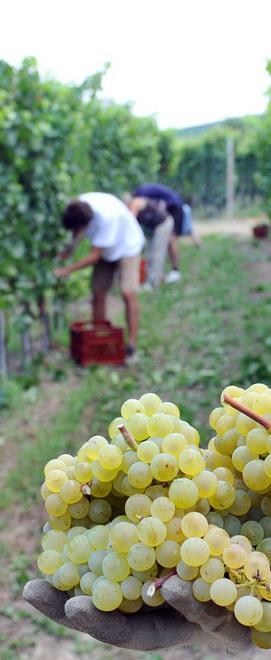 Associazione agricoltori favorevole al Comune unico