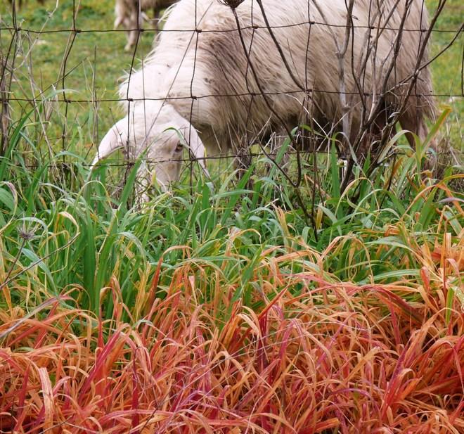 «Stop ai diserbanti per pulire le cunette: effetti devastanti» 