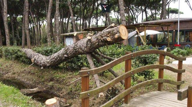 Maltempo: treni fermi per un albero caduto a Massarosa